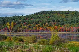 Moosehorn National Wildlife Refuge Autumn Forest, Baring, Maine