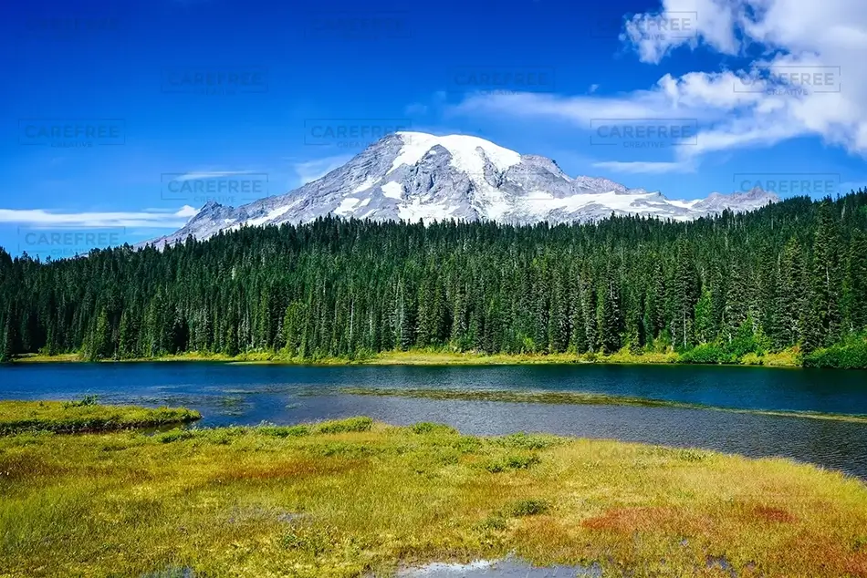 Mount Rainier National Park Alpine Meadow, Washington · United States