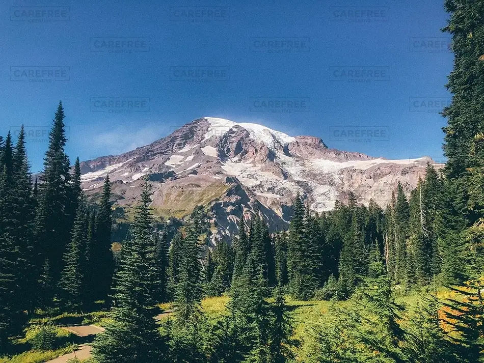 Mount Rainier National Park Verdant Conifer Forest, Washington · United States