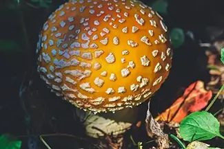 Mount Rainier National Park Spotted Fly Agaric Mushroom, Washington