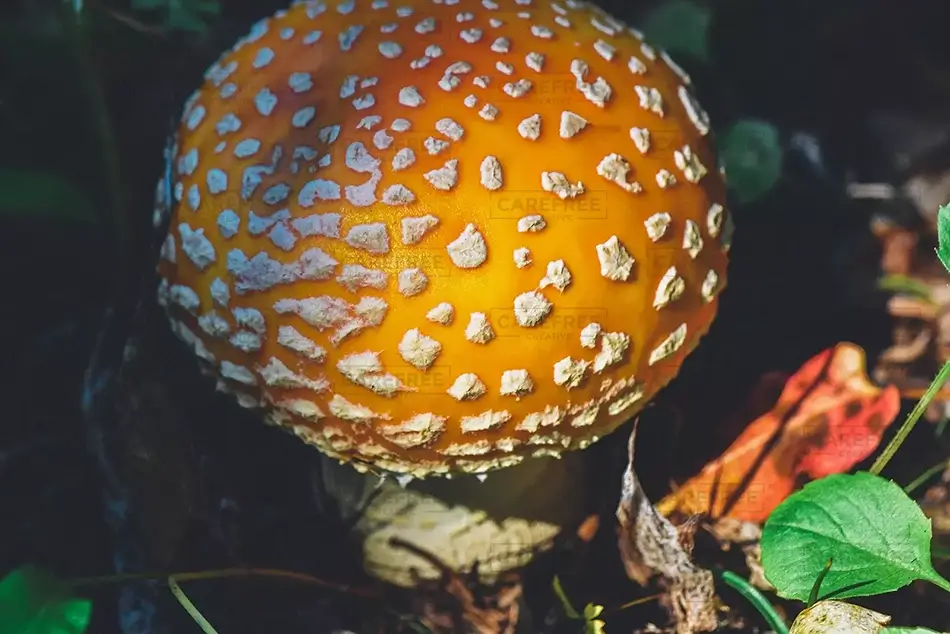 Mount Rainier National Park Spotted Fly Agaric Mushroom, Washington · United States