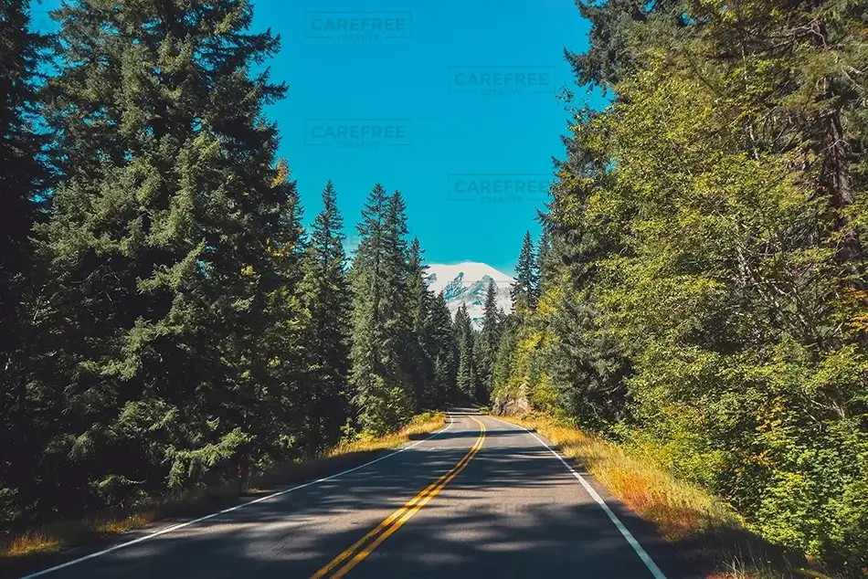 Mount Rainier National Park Forest Road, Washington · United States