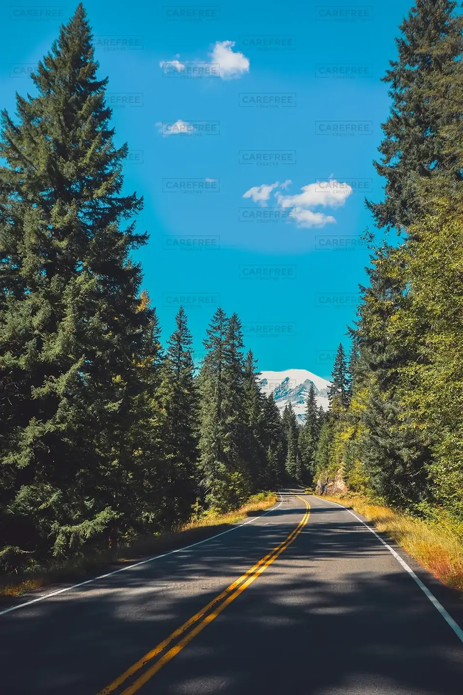 Mount Rainier National Park Dappled Sunlight Road, Washington · United States