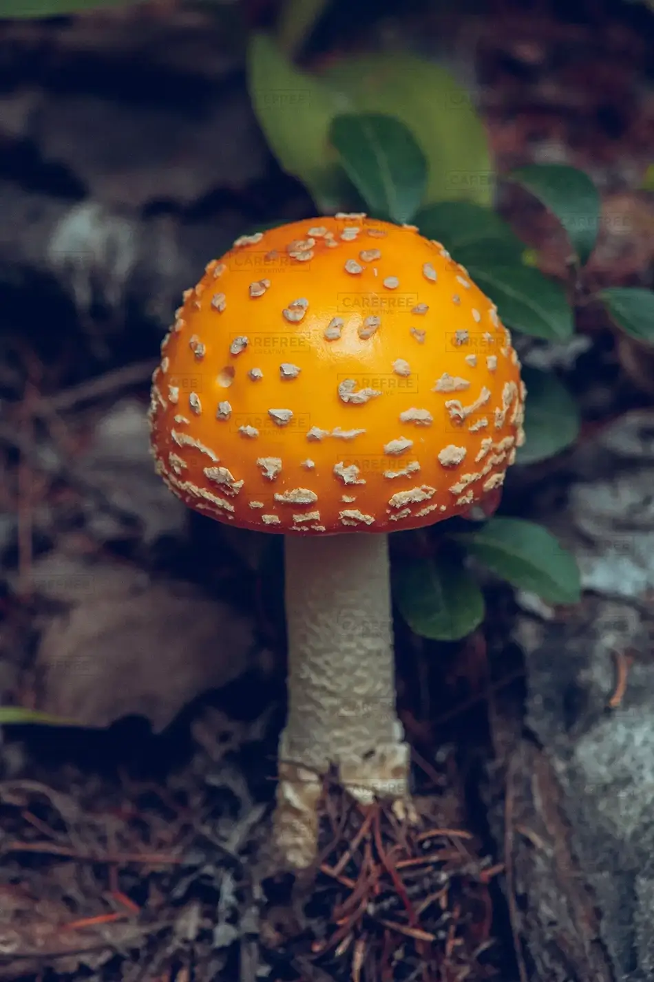 Moxie Falls Yellow Patches Mushroom
