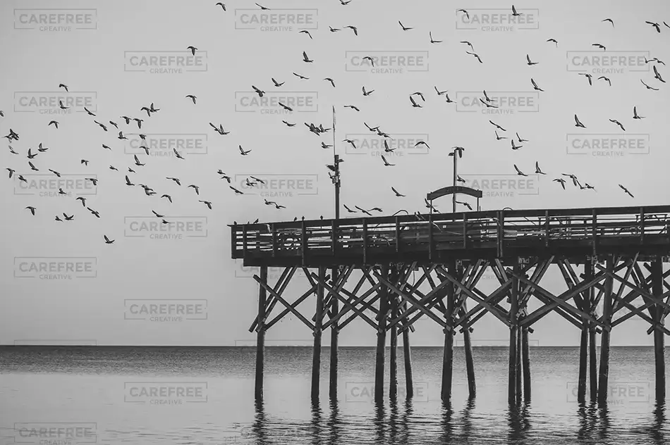 Myrtle Beach Seagulls Over Pier, Myrtle Beach, South Carolina · United States
