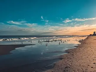 Myrtle Beach Seagulls Swimming In Ocean, Myrtle Beach, South Carolina