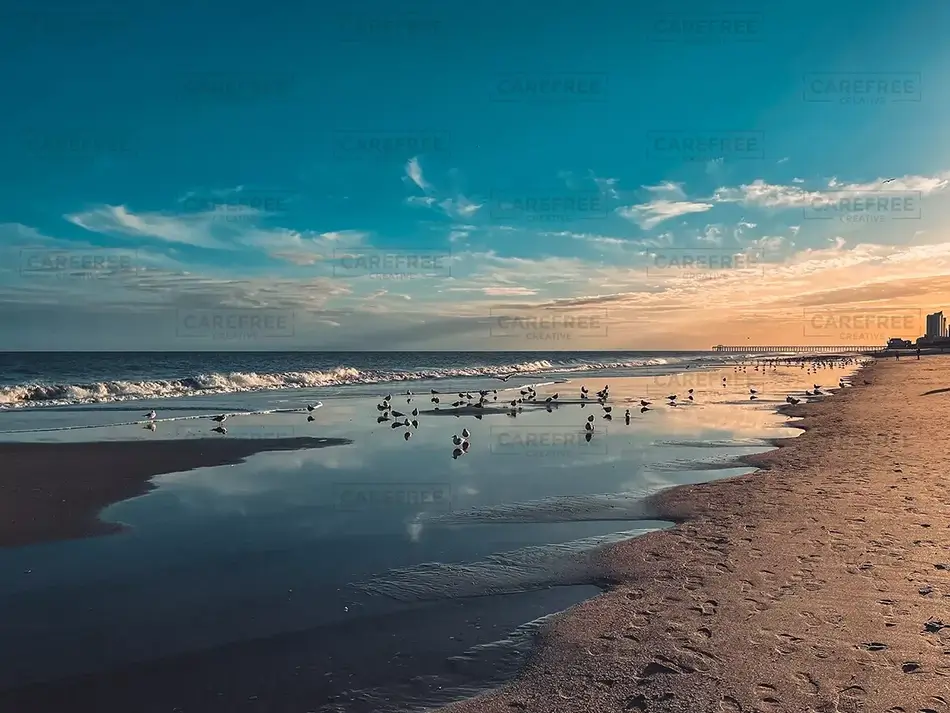Myrtle Beach Seagulls Swimming In Ocean, Myrtle Beach, South Carolina · United States