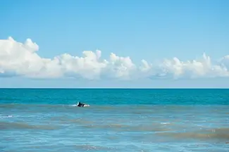 Myrtle Beach State Park Dolphin Swimming in Ocean, Myrtle Beach, South Carolina