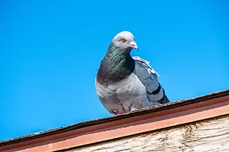 Myrtle Beach State Park Rock Pigeon on Rooftop, Myrtle Beach, South Carolina