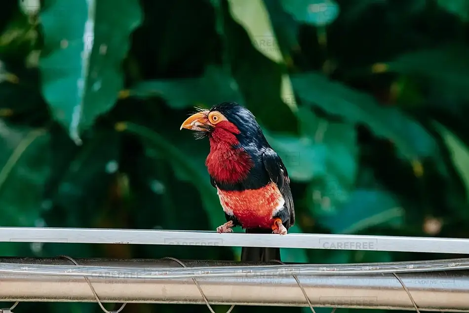 National Aviary Vivid Bearded Barbet, Pittsburgh, Pennsylvania · United States