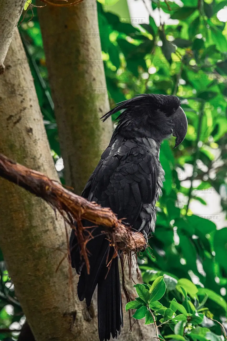 National Aviary Black Cockatoo Perch, Pittsburgh, Pennsylvania · United States