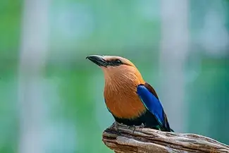 National Aviary Blue-Bellied Roller Pose, Pittsburgh, Pennsylvania