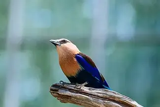 National Aviary Blue-Bellied Roller Resting, Pittsburgh, Pennsylvania