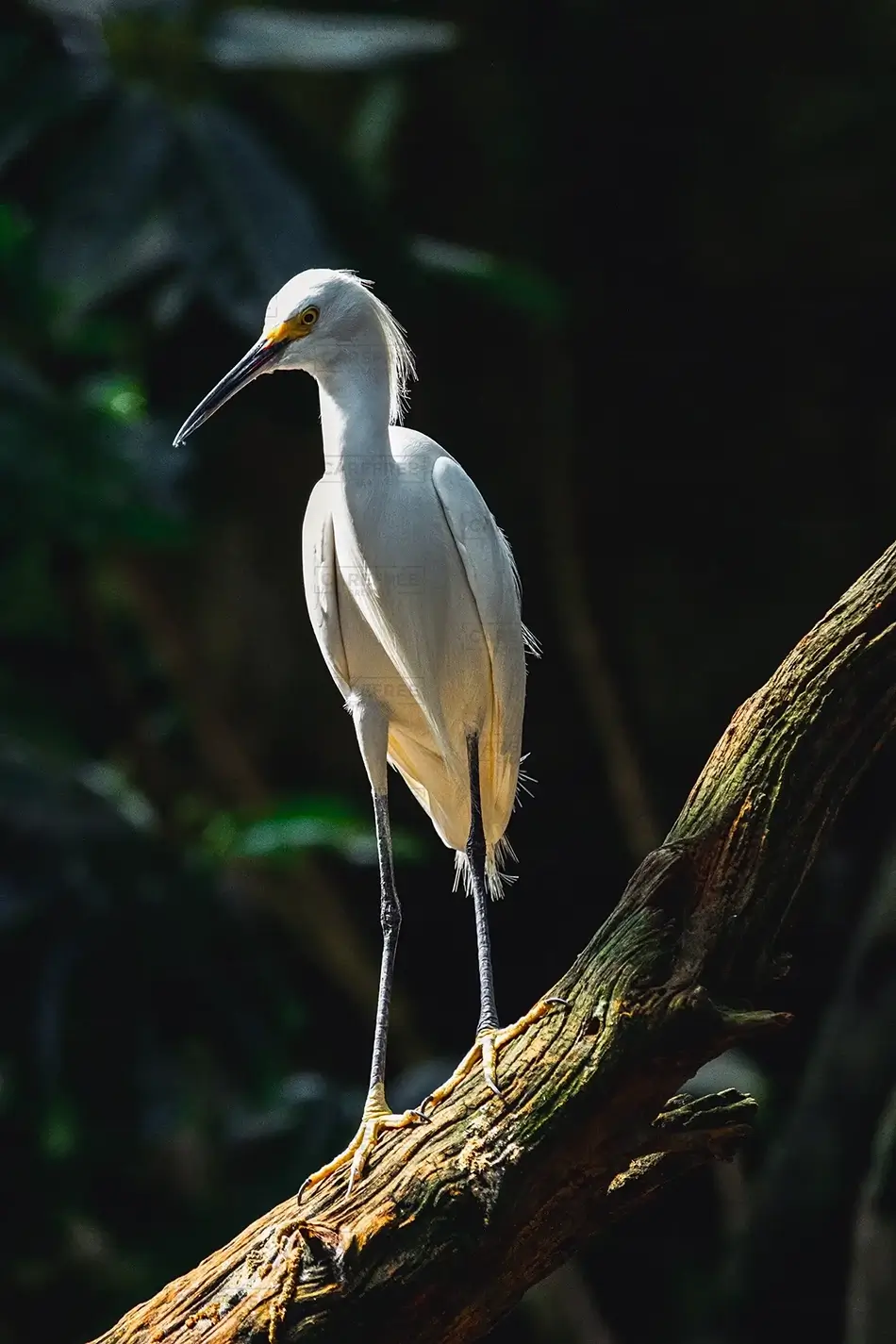 National Aviary Egret Statuesque, Pittsburgh, Pennsylvania · United States