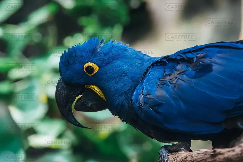 National Aviary Hyacinth Macaw Perched, Pittsburgh, Pennsylvania · United States