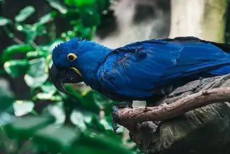 National Aviary Hyacinth Macaw Observant, Pittsburgh, Pennsylvania