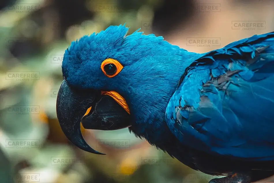 National Aviary Hyacinth Macaw Close-Up, Pittsburgh, Pennsylvania · United States