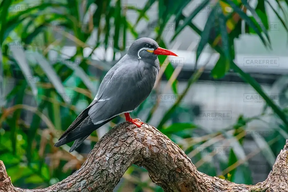 National Aviary Inca Tern Repose, Pittsburgh, Pennsylvania · United States
