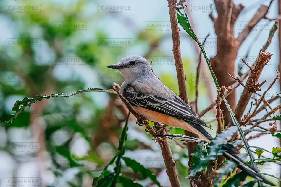 National Aviary Scissor-Tailed Flycatcher Alert, Pittsburgh, Pennsylvania · United States