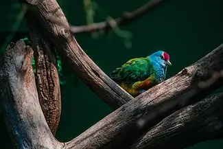 National Aviary Rose-Crowned Fruit Dove, Pittsburgh, Pennsylvania
