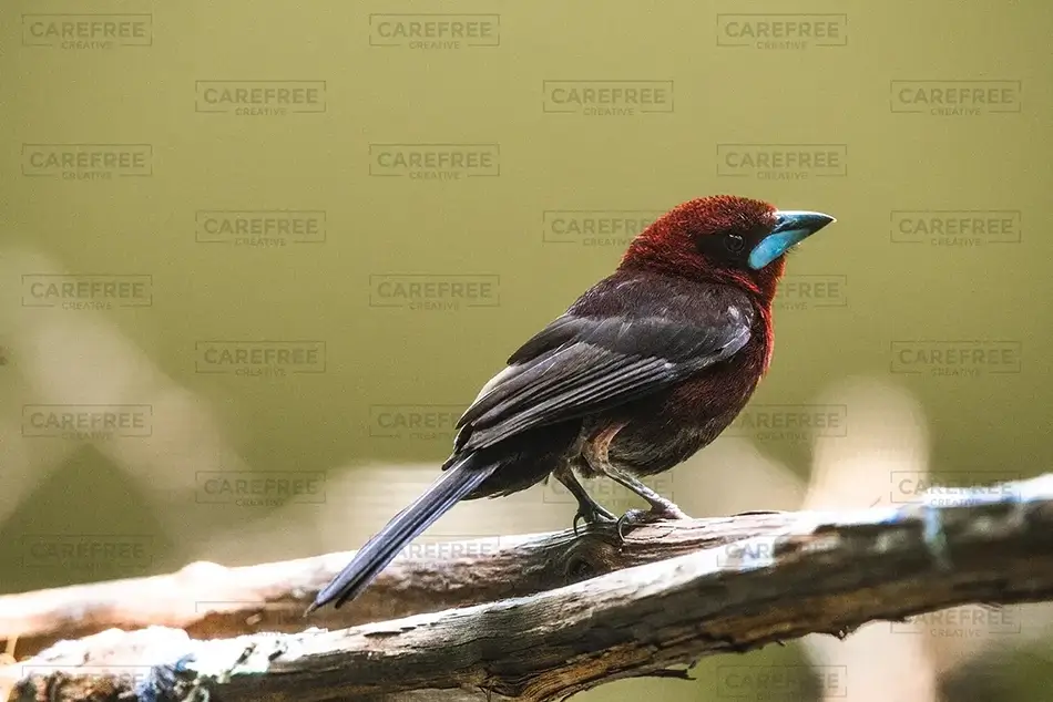 National Aviary Small Silver-Beaked Tanager, Pittsburgh, Pennsylvania · United States