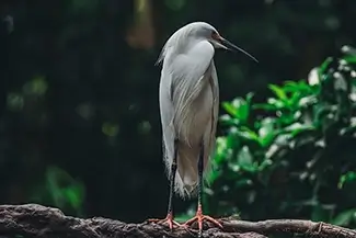 National Aviary Solitary Great Snowy Egret, Pittsburgh, Pennsylvania
