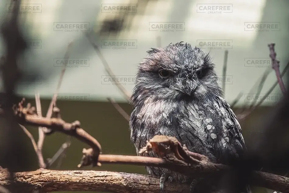 National Aviary Tawny Frogmouth Owl Camouflaged, Pittsburgh, Pennsylvania · United States