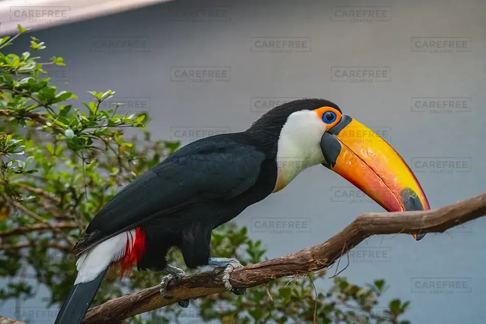 National Aviary Toco Toucan with Fruit, Pittsburgh, Pennsylvania · United States