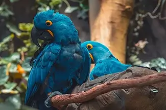 National Aviary Pair of Hyacinth Macaws, Pittsburgh, Pennsylvania