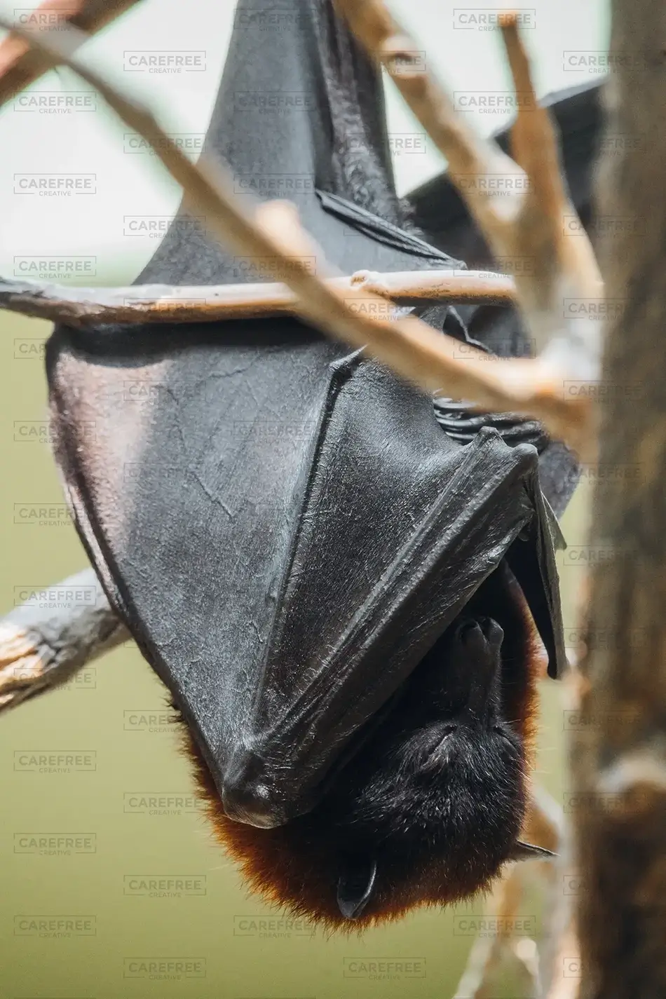 National Aviary Resting Bat, Pittsburgh, Pennsylvania · United States