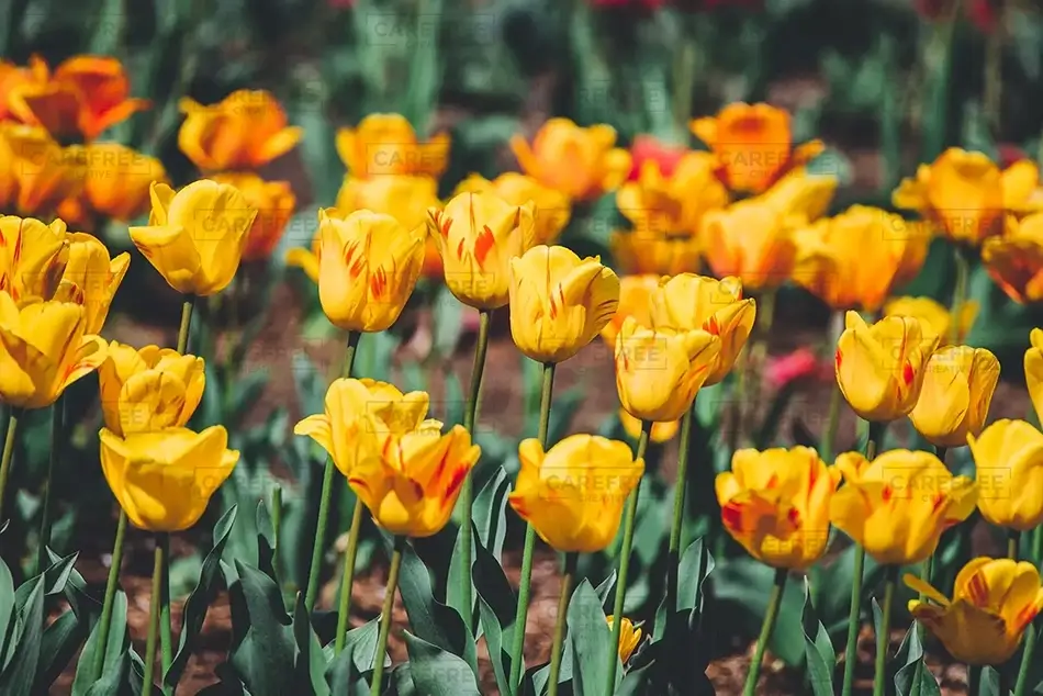 National Mall Vivid Orange Tulips, District of Columbia · United States