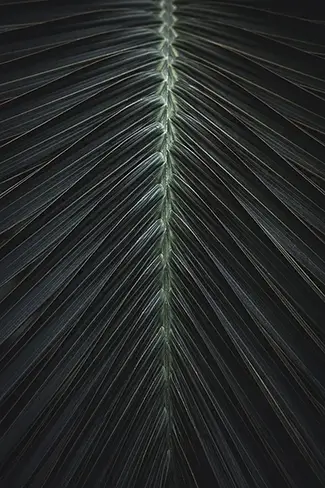 National Mall Palm Frond Silhouette, District of Columbia