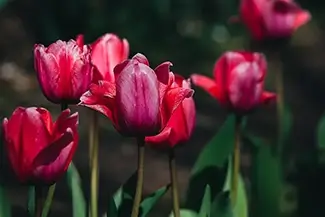 National Mall Radiant Red Tulips, District of Columbia