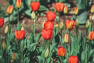 National Mall Red Tulips and Buds, District of Columbia