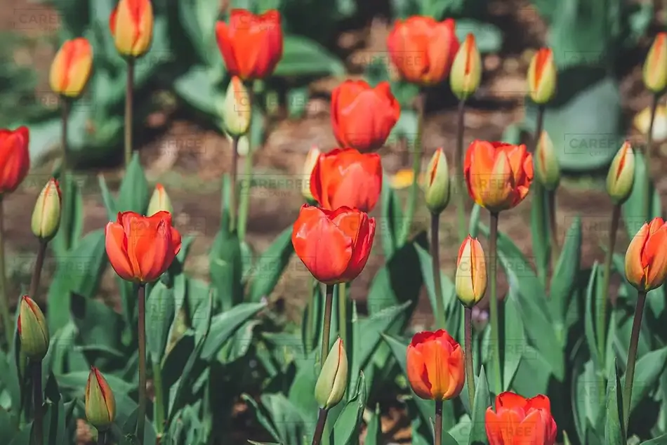 National Mall Red Tulips and Buds, District of Columbia · United States