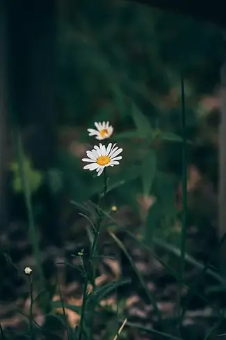 Natural Tunnel State Park Single Common Daisy, Duffield, Virginia