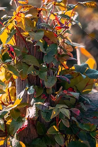 Nauset Lighthouse Portrait with Autumn Virgina Creeper Leaves, Eastham, Massachusetts