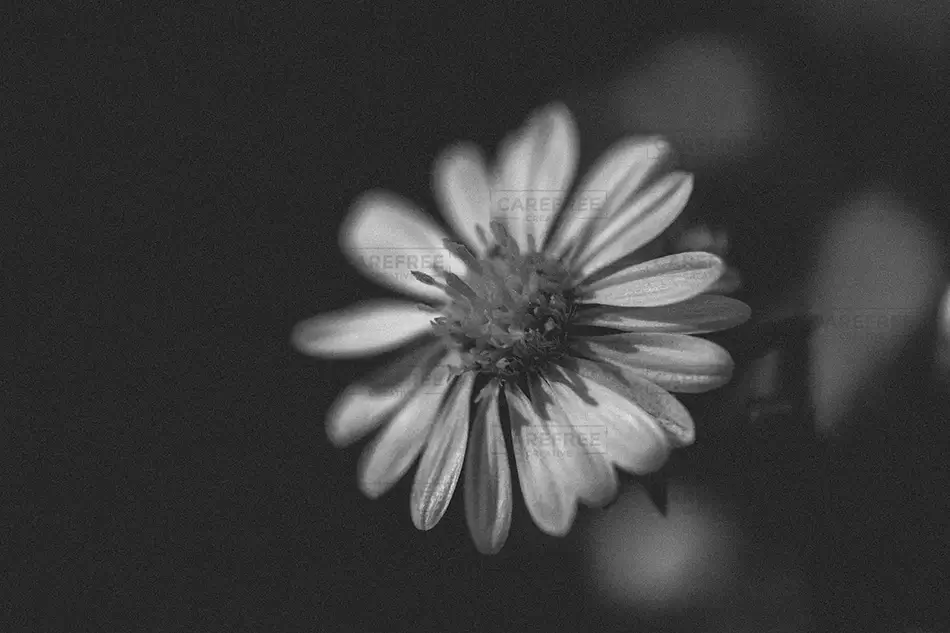 Nauset Lighthouse Black and White Daisy Close-Up, Eastham, Massachusetts · United States
