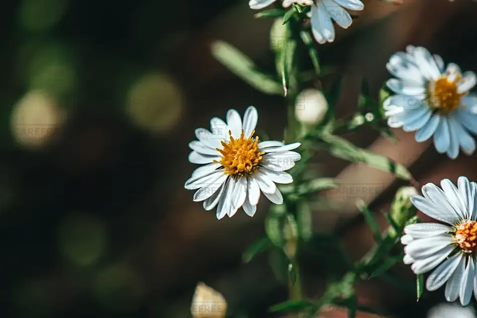 Nauset Lighthouse Daisy Cluster, Eastham, Massachusetts · United States
