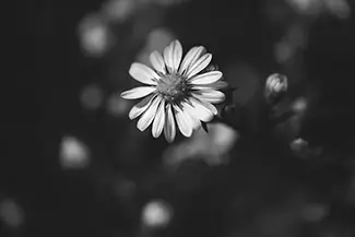 Nauset Lighthouse Floral Daisy Contrast, Eastham, Massachusetts
