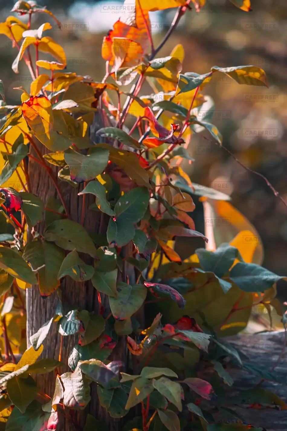 Nauset Lighthouse Autumn Virgina Creeper Leaves Framed, Eastham, Massachusetts · United States