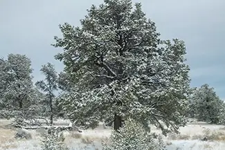 New Mexico Snow Covered Pine Tree, New Mexico