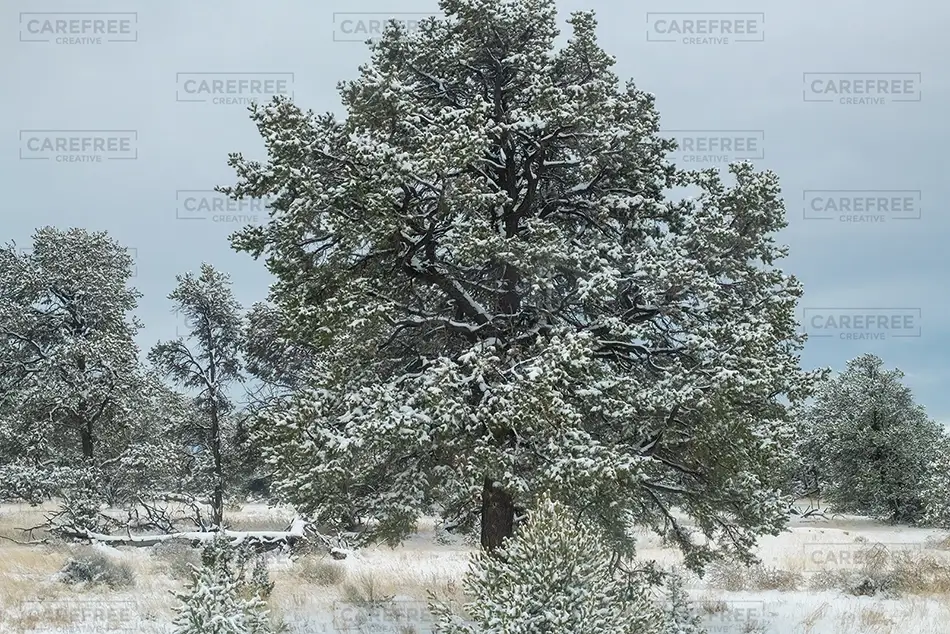 New Mexico Snow Covered Pine Tree, New Mexico · United States