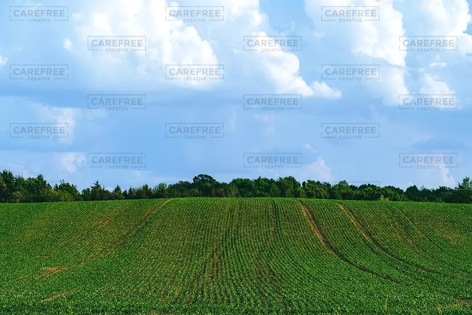 New York Lush Green Rolling Farmland Landscape