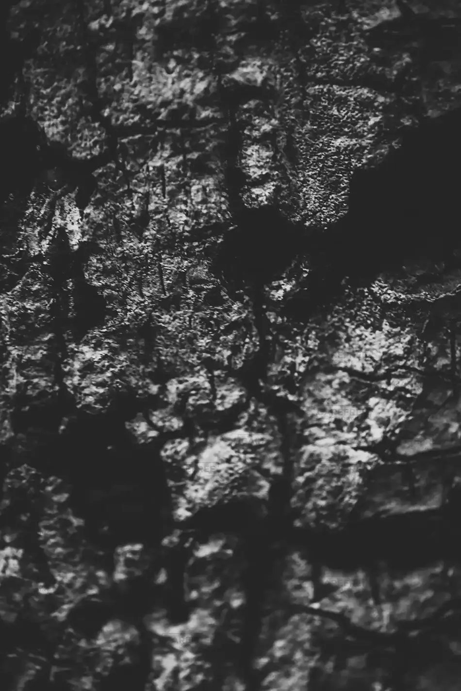 Nojoqui Falls Macro Rock Grey Bark Texture, California · United States