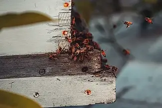 Norman Bird Sanctuary Bee Swarm In A Hive