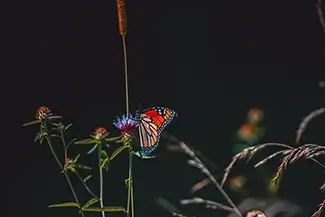 Norman Bird Sanctuary Monarch Butterfly Perch