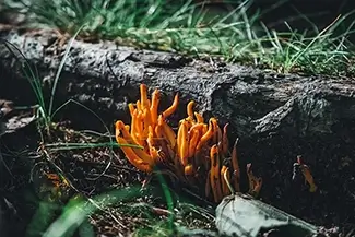 Norman Bird Sanctuary Forest Coral Fungi, Middletown, Rhode Island