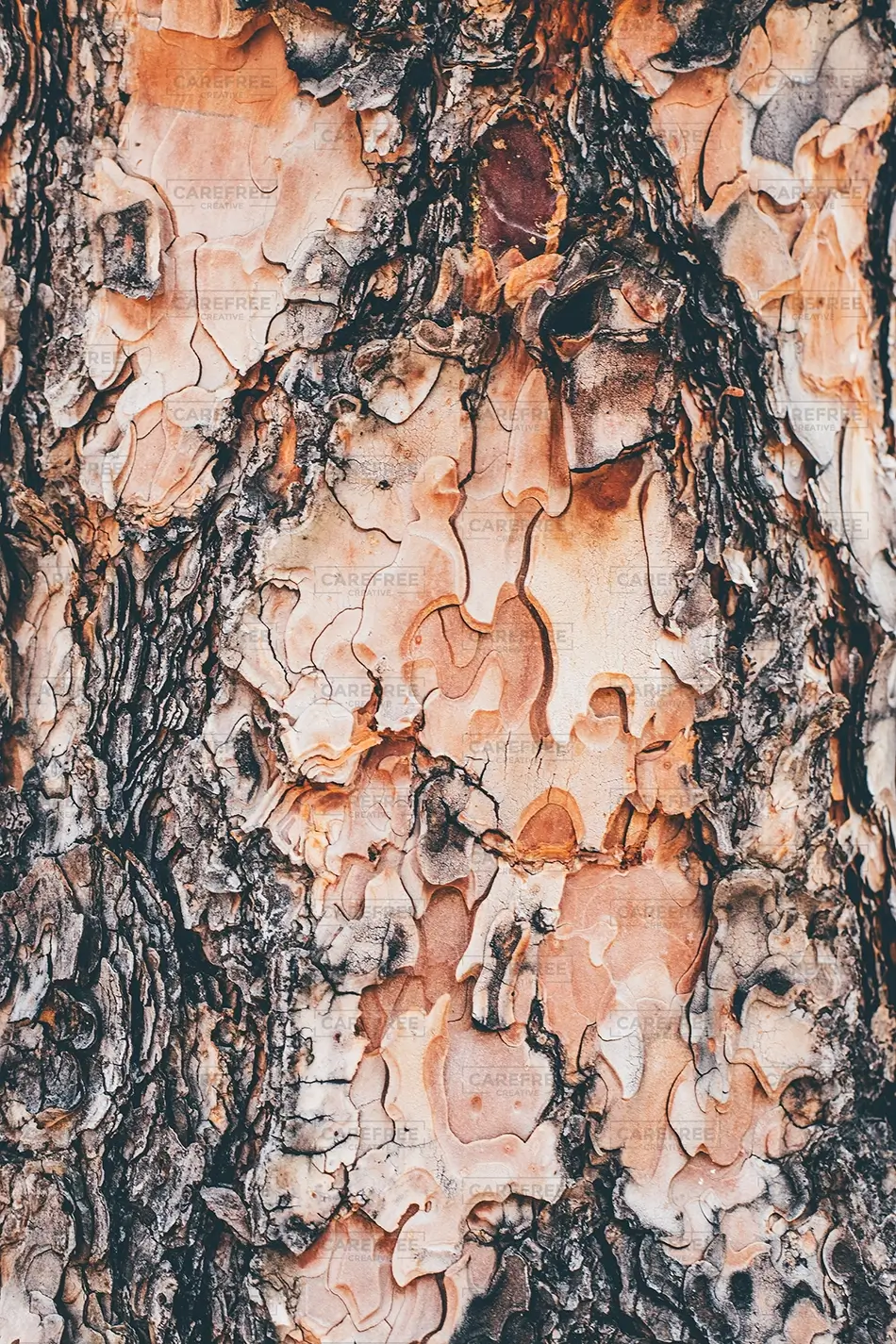 North Cheyenne Canon Park Tree Bark Texture, Colorado Springs, Colorado · United States