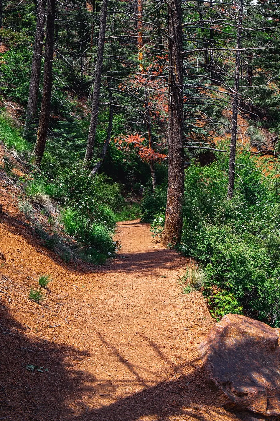 North Cheyenne Canon Park Green Pathway Through Trees